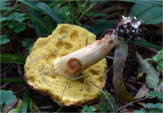 Гриб из Москва