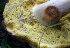 Гриб из Москва