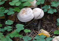 Гриб из Москва