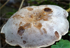 Гриб из Москва