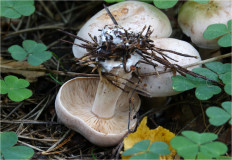 Гриб из Москва