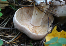 Гриб из Москва