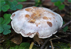 Гриб из Москва