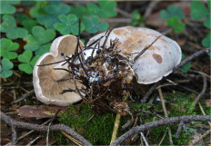 Гриб из Москва