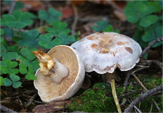 Гриб из Москва