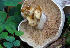 Гриб из Москва