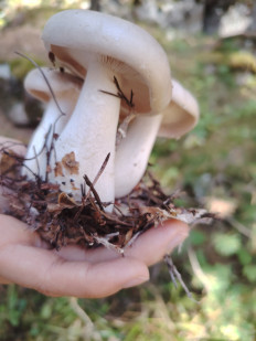 Гриб из Ессентуки