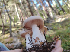 Гриб из Ессентуки