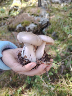 Гриб из Ессентуки