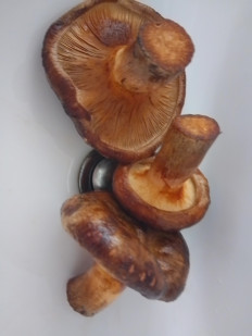 Гриб из Люнен