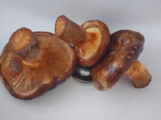 Гриб из Люнен