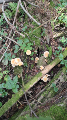 Гриб из Москва