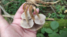 Гриб из Москва