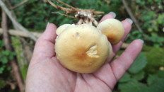 Гриб из Москва