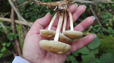 Гриб из Москва