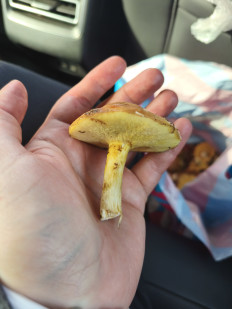 Гриб из Тюмень