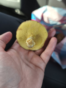 Гриб из Тюмень