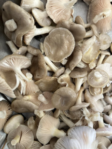 Гриб из Москва