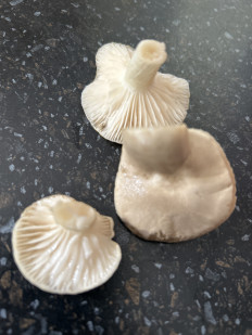 Гриб из Москва