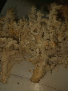 Гриб из Медногорск