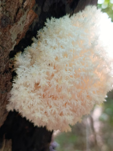 Ежовик коралловидный