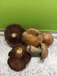 Гриб из Свердловская область