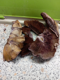 Гриб из Свердловская область