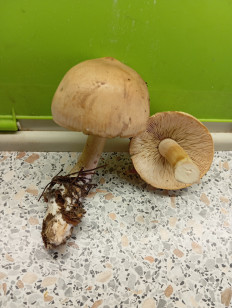 Гриб из Свердловская область