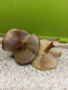 Гриб из Свердловская область