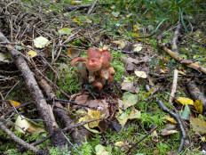 Гриб из Rostock Ostsee Deutschland