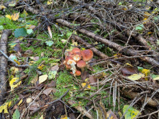 Гриб из Rostock Ostsee Deutschland