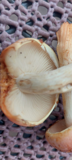 Гриб из Rostock Ostsee Deutschland