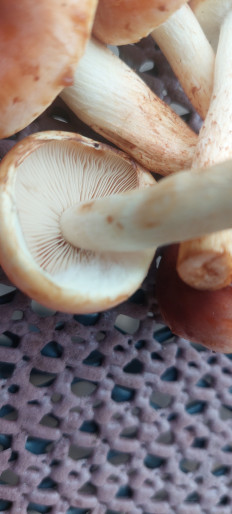 Гриб из Rostock Ostsee Deutschland