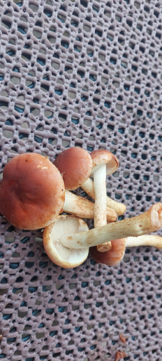 Гриб из Rostock Ostsee Deutschland