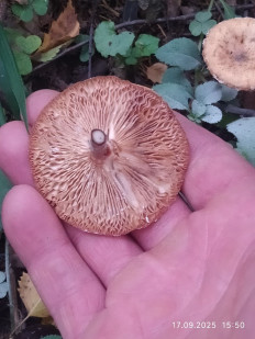 Гриб из Москва