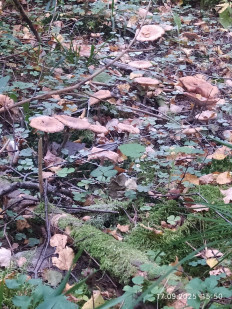 Гриб из Москва