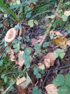 Гриб из Москва