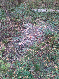 Гриб из Москва