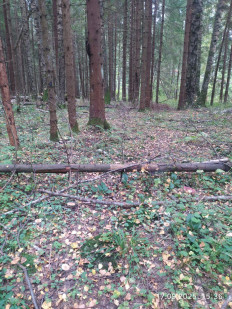 Гриб из Москва