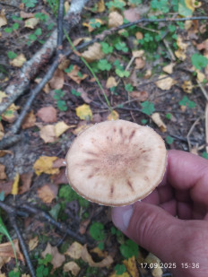 Гриб из Москва