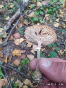 Гриб из Москва