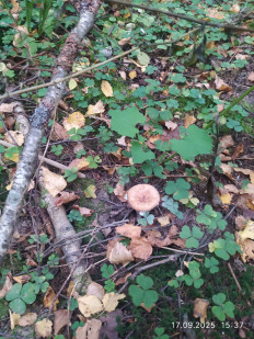 Гриб из Москва