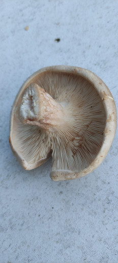 Гриб из Гатчина