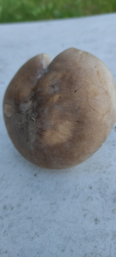 Гриб из Гатчина