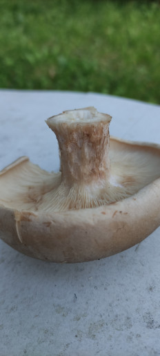 Гриб из Гатчина