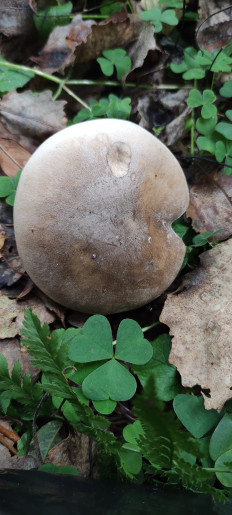 Гриб из Гатчина