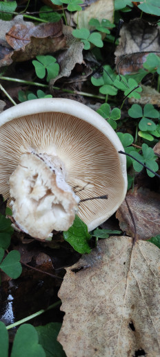 Гриб из Гатчина