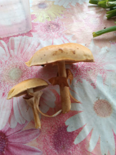 Гриб из Санкт Петербург