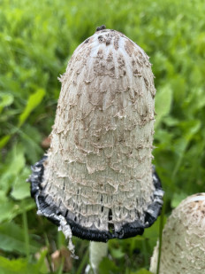 Coprinus comatus - Навозник белый