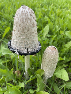 Coprinus comatus - Навозник белый